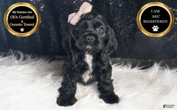 Cocker Spaniel dogs for sale: Coal - Image 2