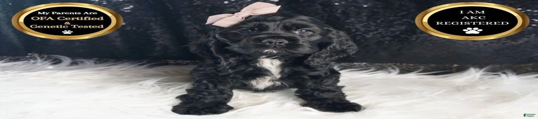 Coal