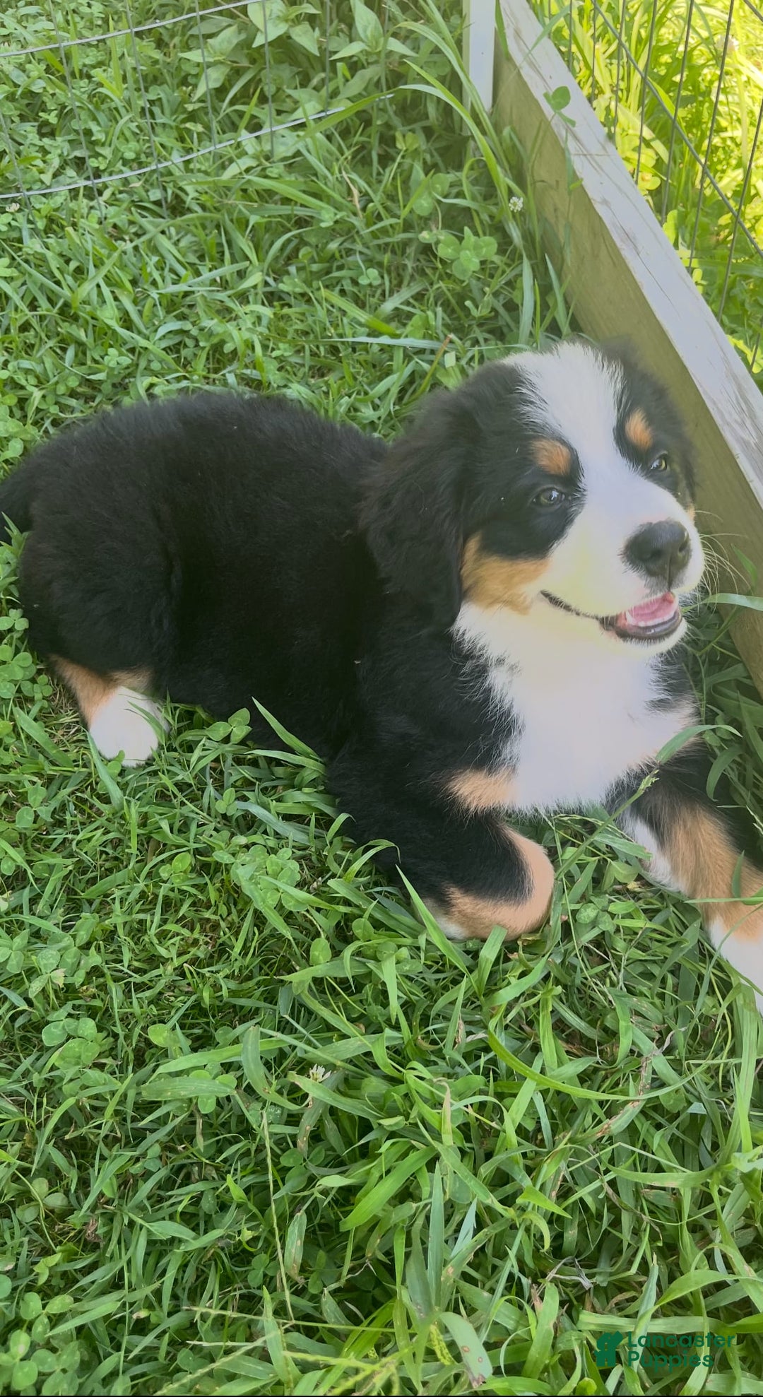 Bernese Mountain Dog dogs for sale: Orange Girl - Image 7