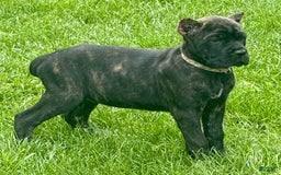 Cane Corso dogs for sale: Bonnie - Image 5