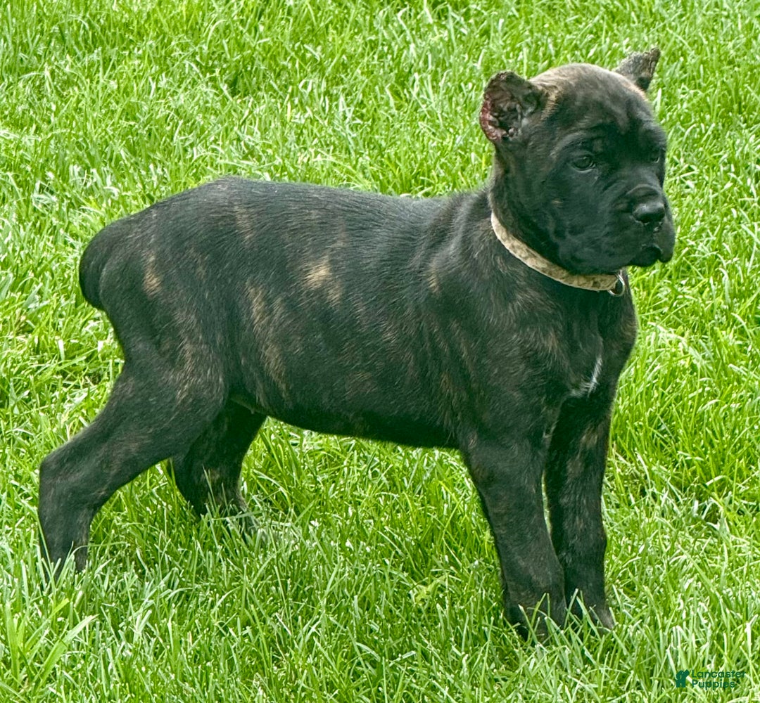 Cane Corso dogs for sale: Bonnie - Image 5