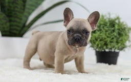 French Bulldog dogs for sale: French Bulldog 5 puppies - Image 13