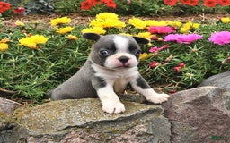 Boston Terrier dogs for sale: Boston Terrier 3 puppies - Image 2