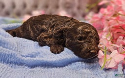 Mini Goldendoodle dogs for sale: Georgia - Image 3