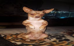 Chihuahua dogs for sale: Chocolate Girl - Image 5
