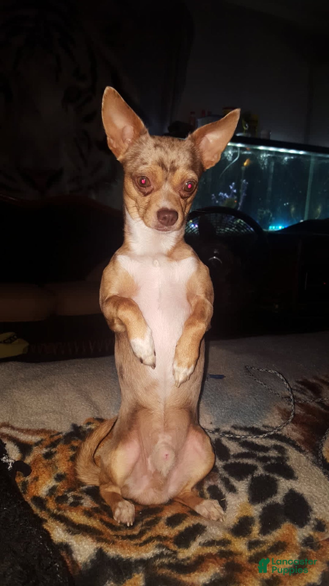 Chihuahua dogs for sale: Chocolate Girl - Image 5