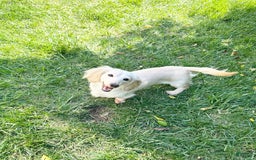 Miniature Dachshund dogs for sale: Akc Amber - Image 8