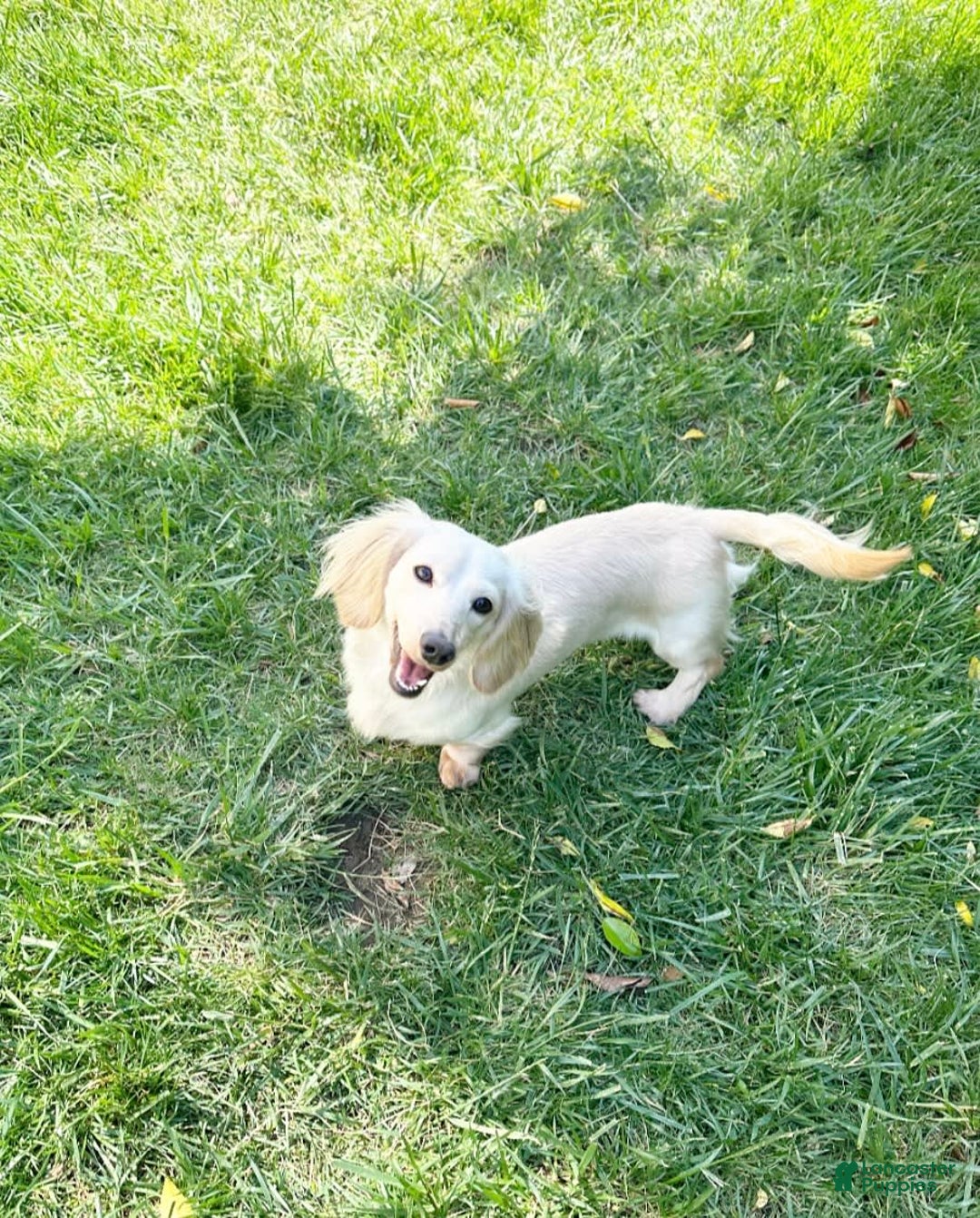Miniature Dachshund dogs for sale: Akc Amber - Image 8