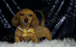 Miniature Dachshund dogs for sale: Odin - Image 1