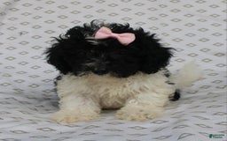 Shihpoo dogs for sale: Sally - Image 6