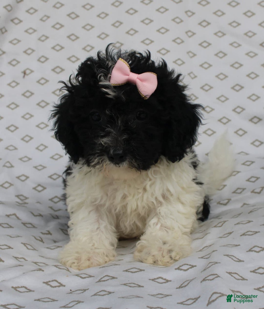 Shihpoo dogs for sale: Sally - Image 6