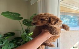 Toy Poodle dogs for sale: Duke - Image 4