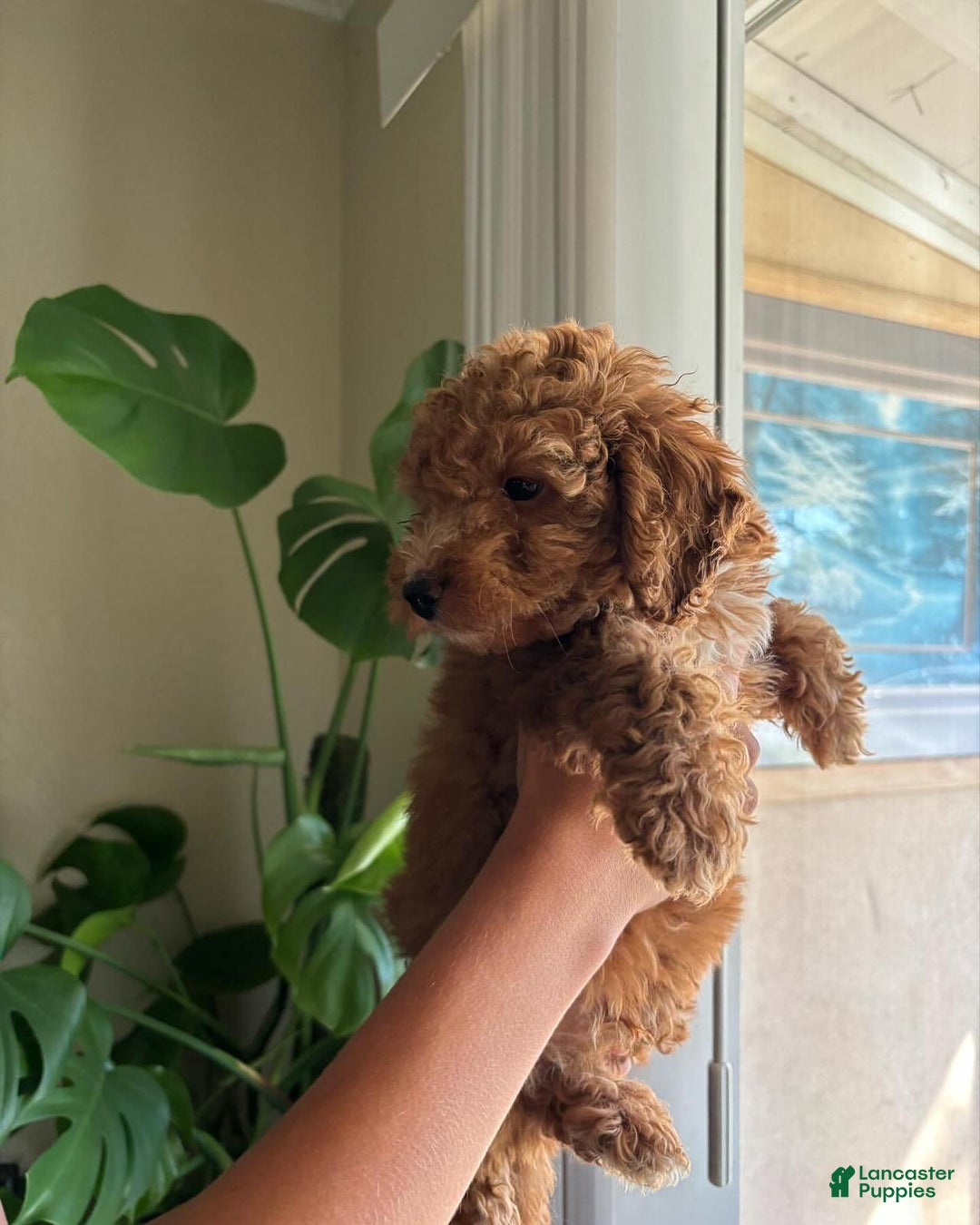 Toy Poodle dogs for sale: Duke - Image 4