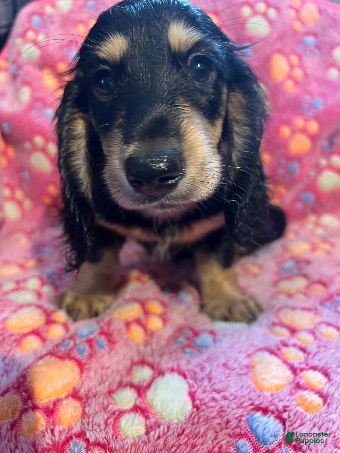 Miniature Dachshund dogs for sale: Miniature Dachshund 3 puppies - Image 1
