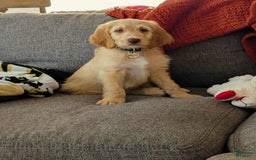 Goldendoodle dogs for sale: Winston - Image 1