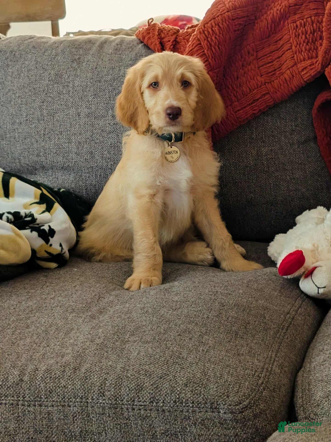Goldendoodle dogs for sale: Winston - Image 1