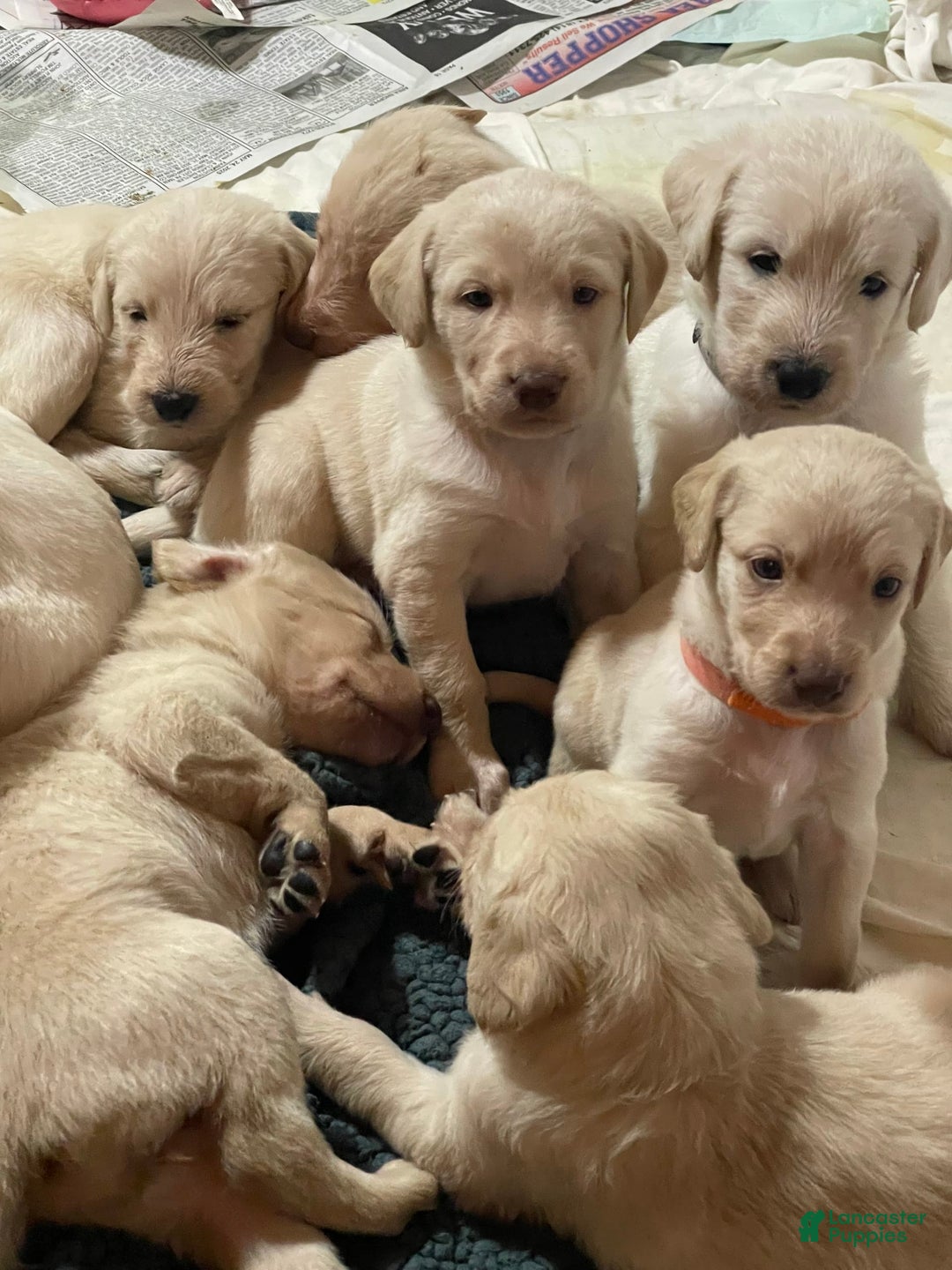 Labradoodle dogs for sale: Polly - Image 1