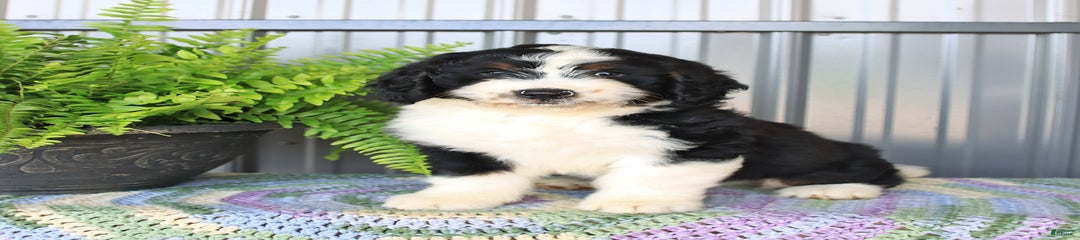 Ace