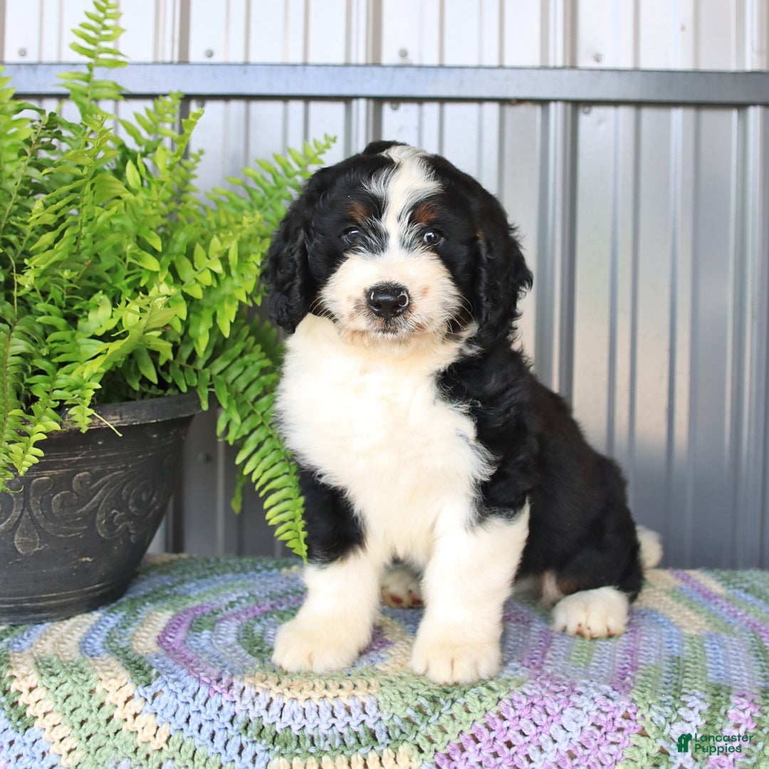 Mini Bernedoodle dogs for sale: Ace - Image 3