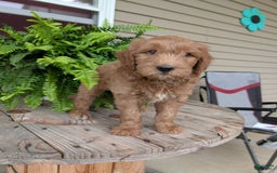 Goldendoodle dogs for sale: Cash - Image 14