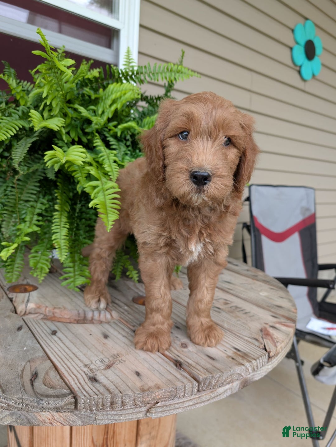 Goldendoodle dogs for sale: Cash - Image 14