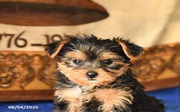 Yorkshire Terrier dogs for sale: Paris - Image 3