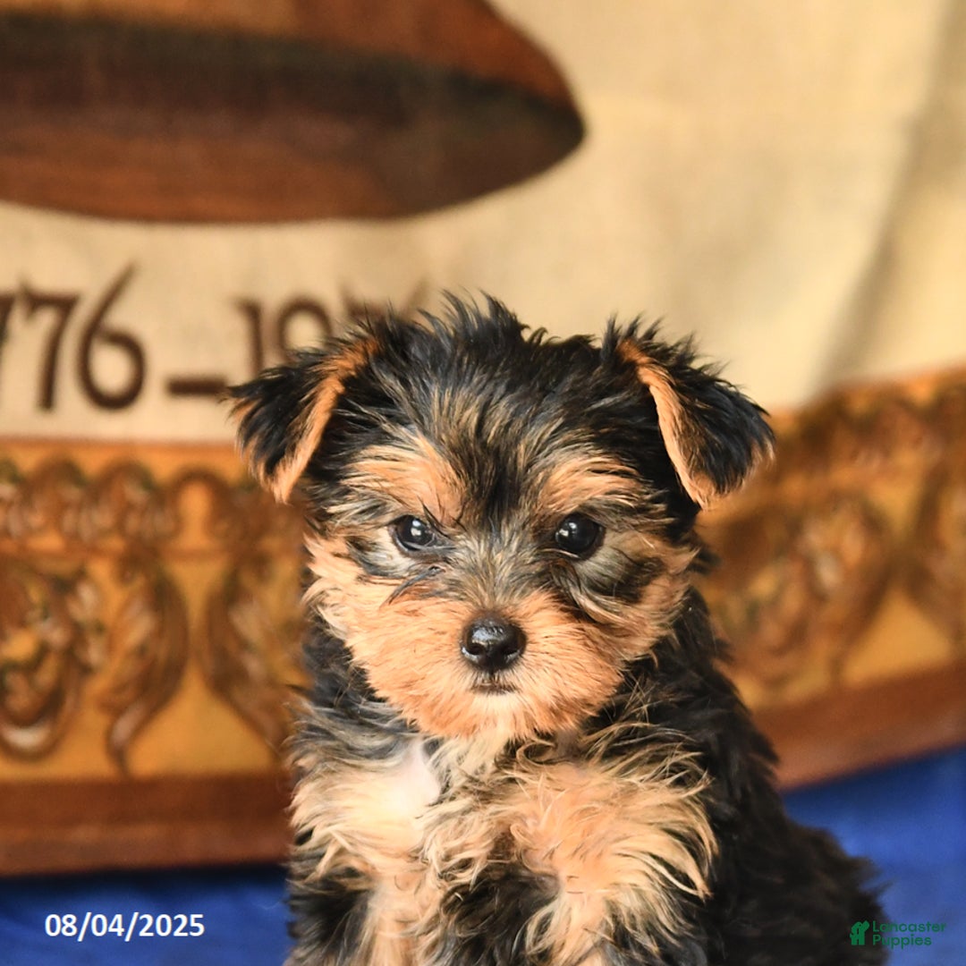 Yorkshire Terrier dogs for sale: Paris - Image 3