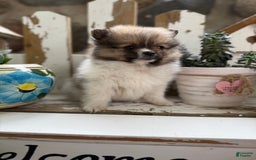 Pomeranian dogs for sale: Cory - Image 9