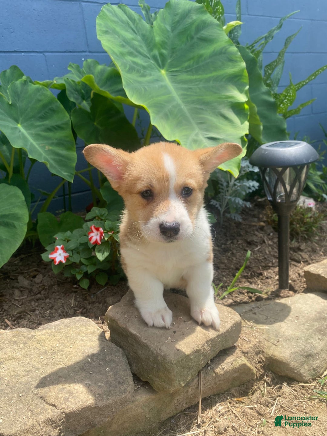 Welsh Corgi Pembroke dogs for sale: Eloise - Image 4