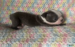 Boston Terrier dogs for sale: Doby - Image 5