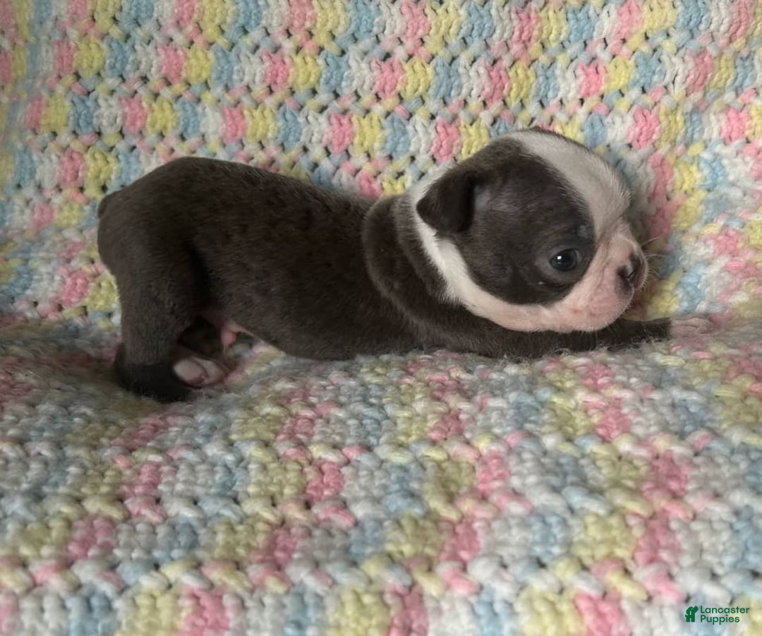 Boston Terrier dogs for sale: Doby - Image 5