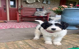 Mini Bernedoodle dogs for sale: ben - Image 8