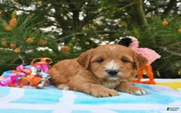 Mini Goldendoodle dogs for sale: Dancer - Image 23