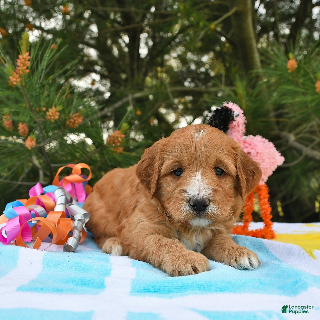 Mini Goldendoodle dogs for sale: Dancer - Image 23