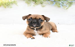 French Bulldog dogs for sale: Tash - Image 3