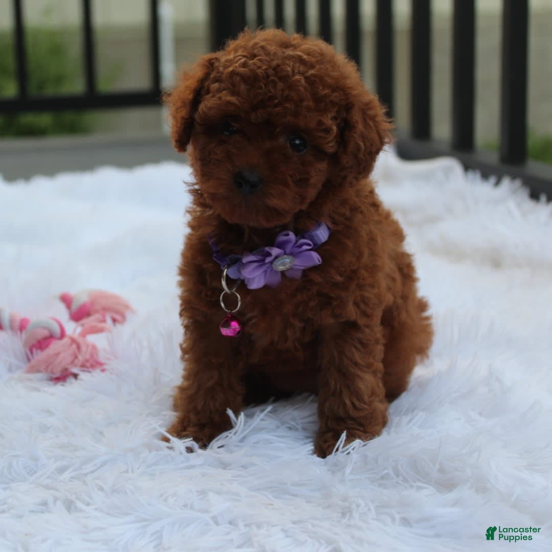 Toy Poodle dogs for sale: Honey - Image 9