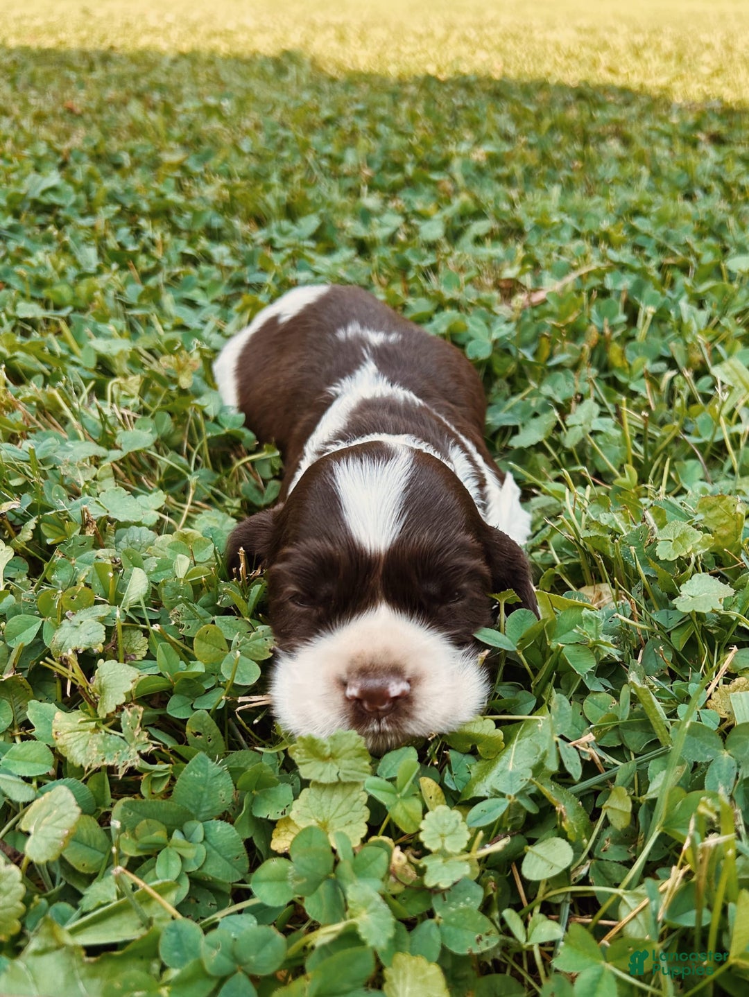 Cocker Spaniel dogs for sale: Sammy - Image 6