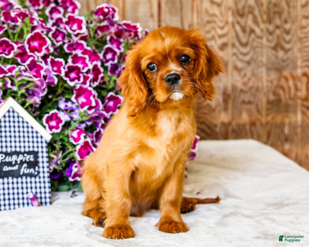 Cavalier King Charles Spaniel dogs for sale: Logan - Image 2