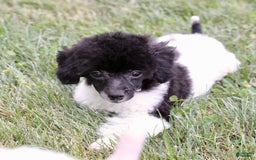 Miniature Poodle dogs for sale: Nugget - Image 25