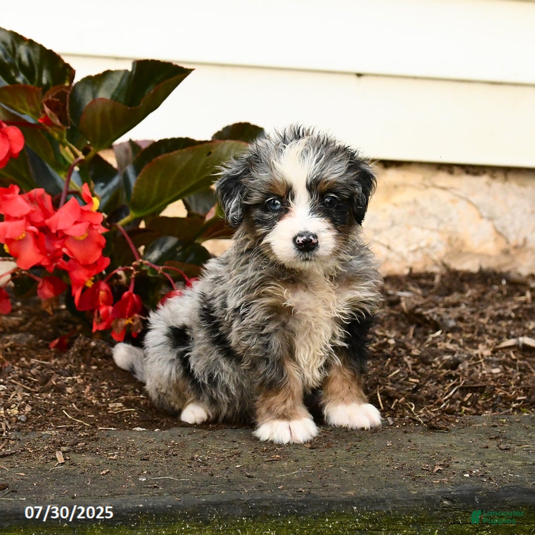 Mini Bernedoodle dogs for sale: Cheddar - Image 5