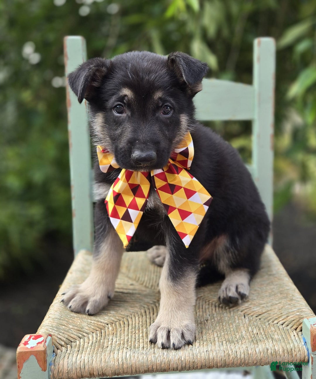 German Shepherd dogs for sale: Rusty - Image 4