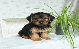 Yorkshire Terrier dogs for sale: Randall - Image 5