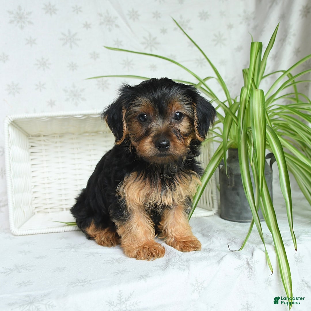 Yorkshire Terrier dogs for sale: Randall - Image 5