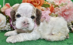 Cocker Spaniel dogs for sale: Akcabbysablepartimerleblueeyescockerpuppy - Image 11