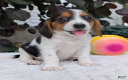 Beagle dogs for sale: Bella - Image 3