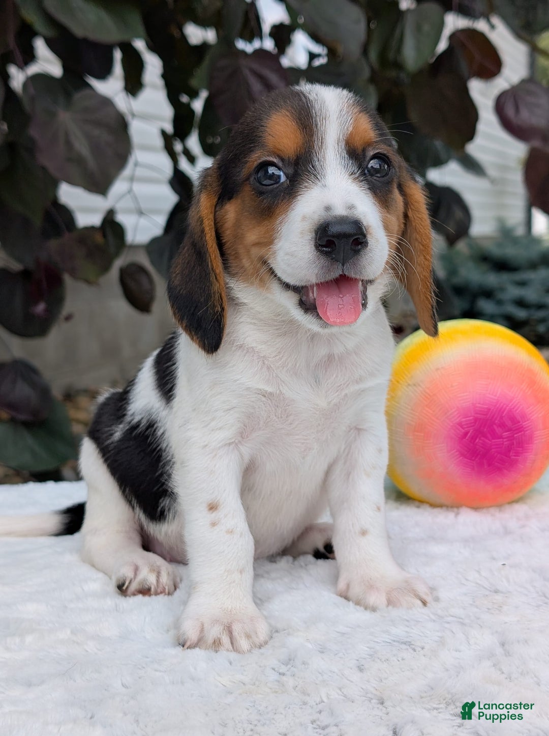 Beagle dogs for sale: Bella - Image 3
