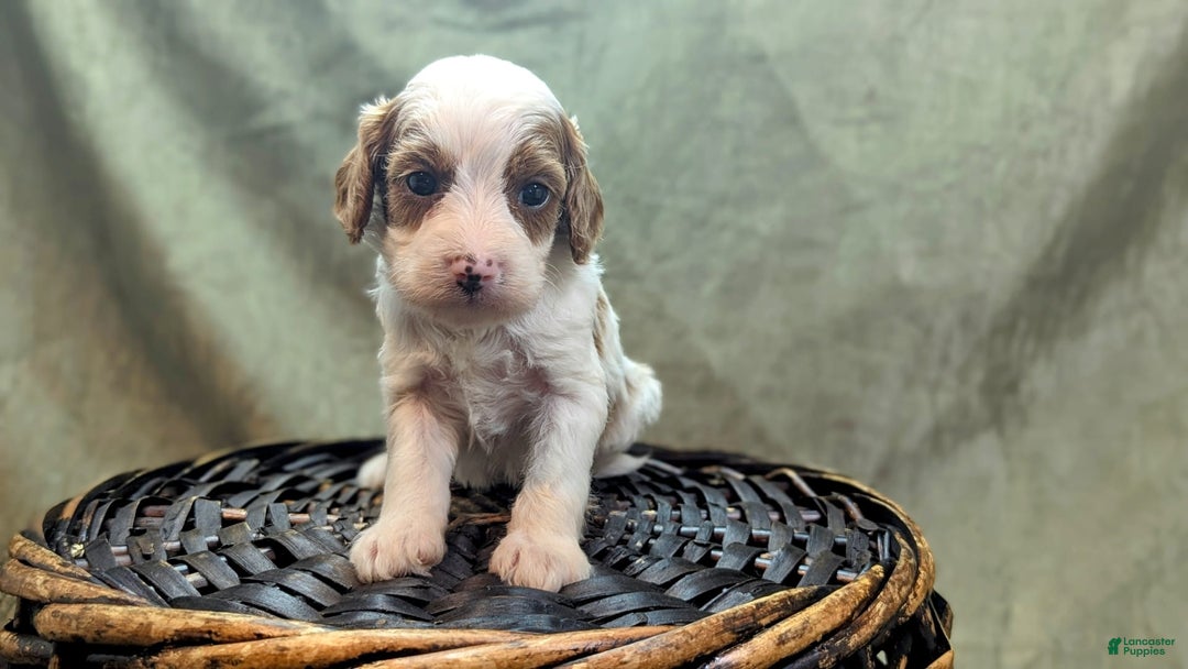 Cavapoo dogs for sale: Woody - Image 6