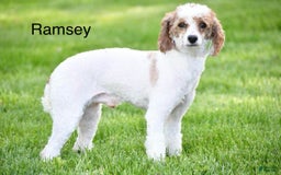 Cavapoo dogs for sale: Abby - Image 9