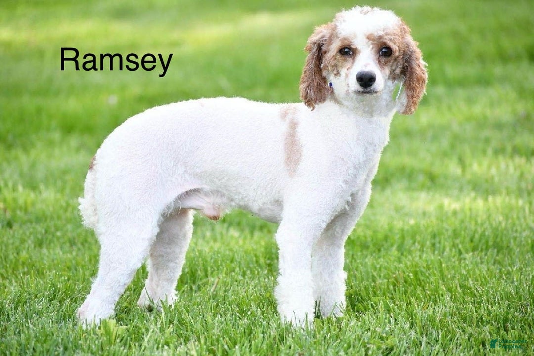Cavapoo dogs for sale: Abby - Image 9
