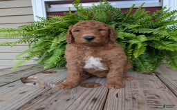 Goldendoodle dogs for sale: Teddy - Image 1